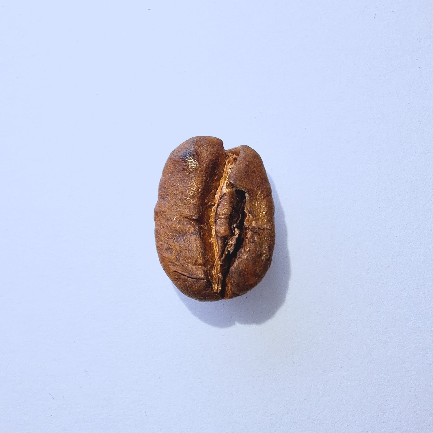 Einzelne Kaffeebohne Makro-Fotografie – Specialty Coffee Detailaufnahme auf hellblauem Hintergrund