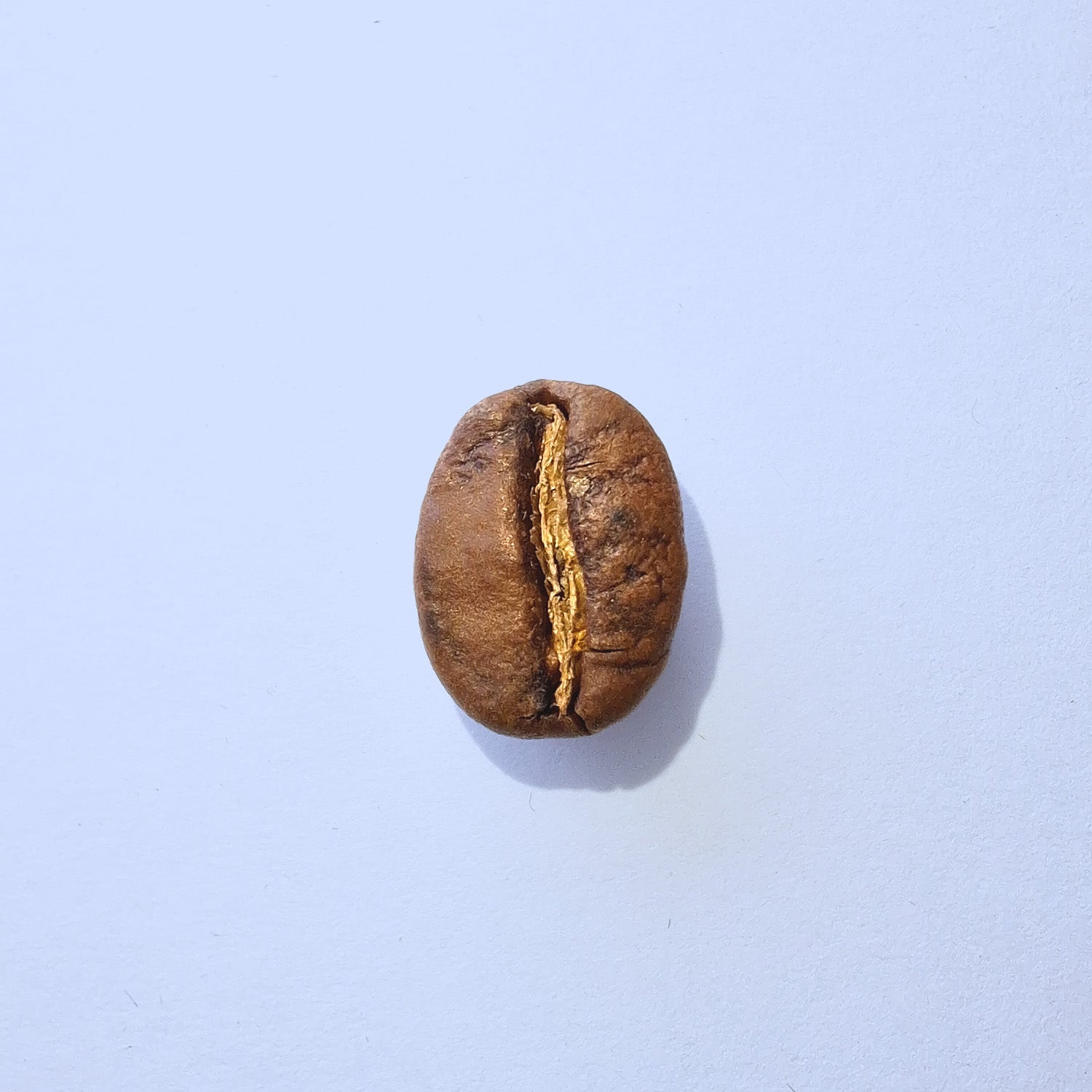 Einzelne Kaffeebohne Makro-Fotografie – Specialty Coffee Detailaufnahme auf hellblauem Hintergrund