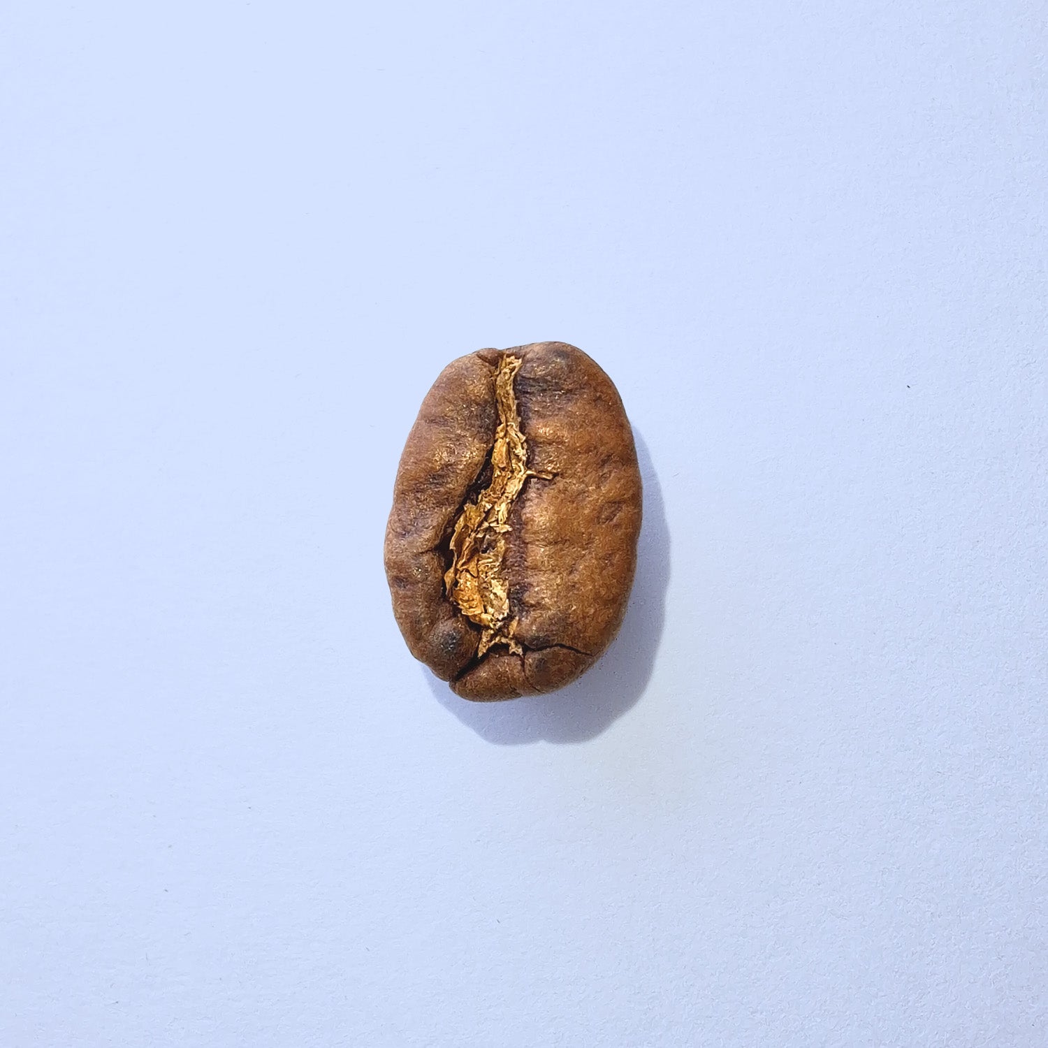 Einzelne Kaffeebohne Makro-Fotografie – Specialty Coffee Detailaufnahme auf hellblauem Hintergrund