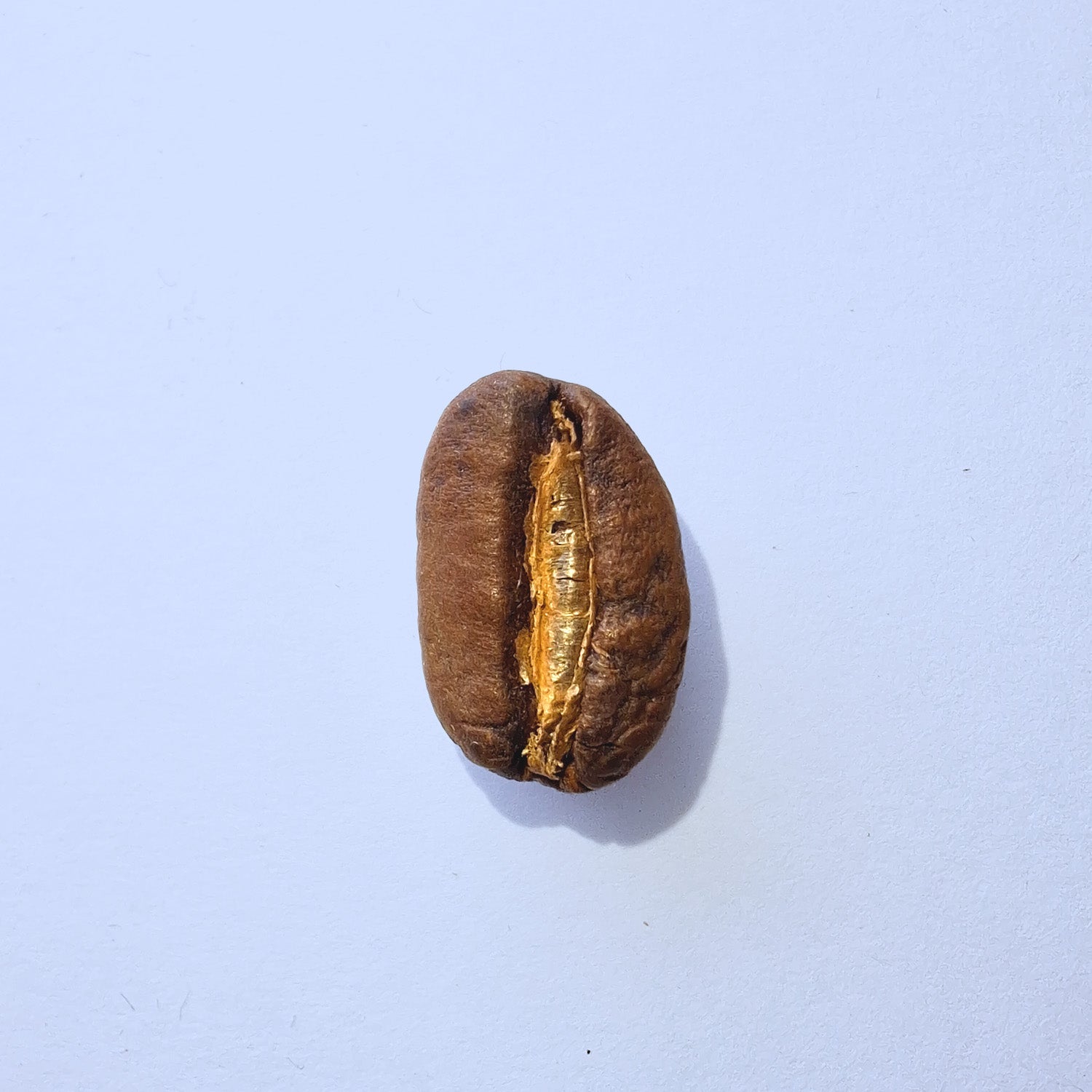 Einzelne Kaffeebohne Makro-Fotografie – Specialty Coffee Detailaufnahme auf hellblauem Hintergrund