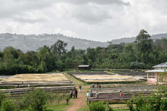 Kaffeefarm Sidama Äthiopien – Trocknungsbetten für Specialty Coffee bei 19grams