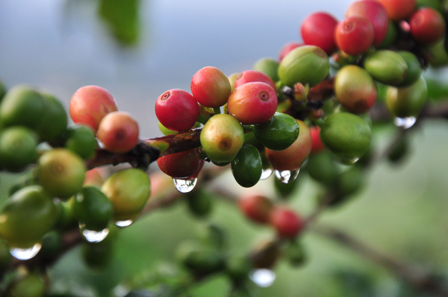 19grams Hacienda Sonora Kaffeekirschen reifen am Zweig – Specialty Coffee Anbau in Costa Rica, Partnerfarm von 19grams.live Roasters Berlin