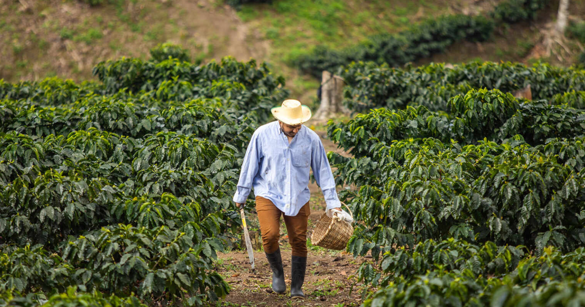 Honduras Buena Onda – Kaffeefarm Herkunftsfoto Specialty Coffee