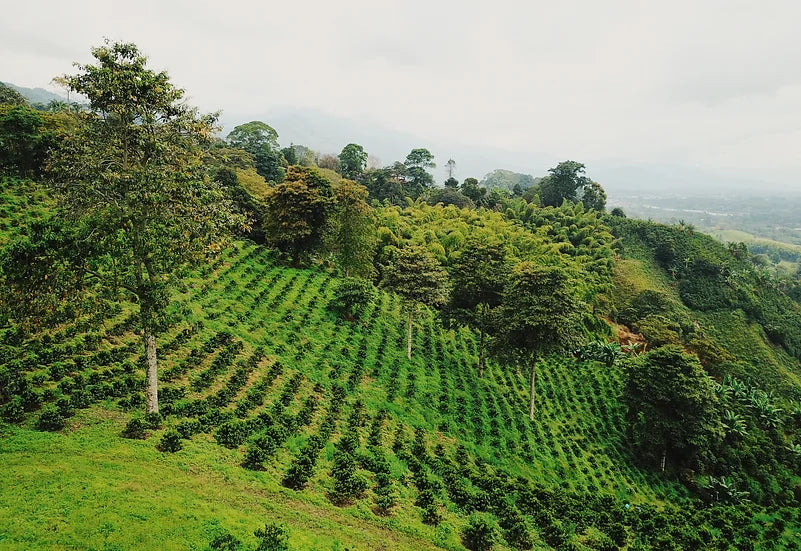 19grams El Placer Finca Kolumbien – Kaffeeplantage auf Berghang mit terrassierten Kaffeebäumen, Partnerfarm von 19grams.live Roasters Berlin
