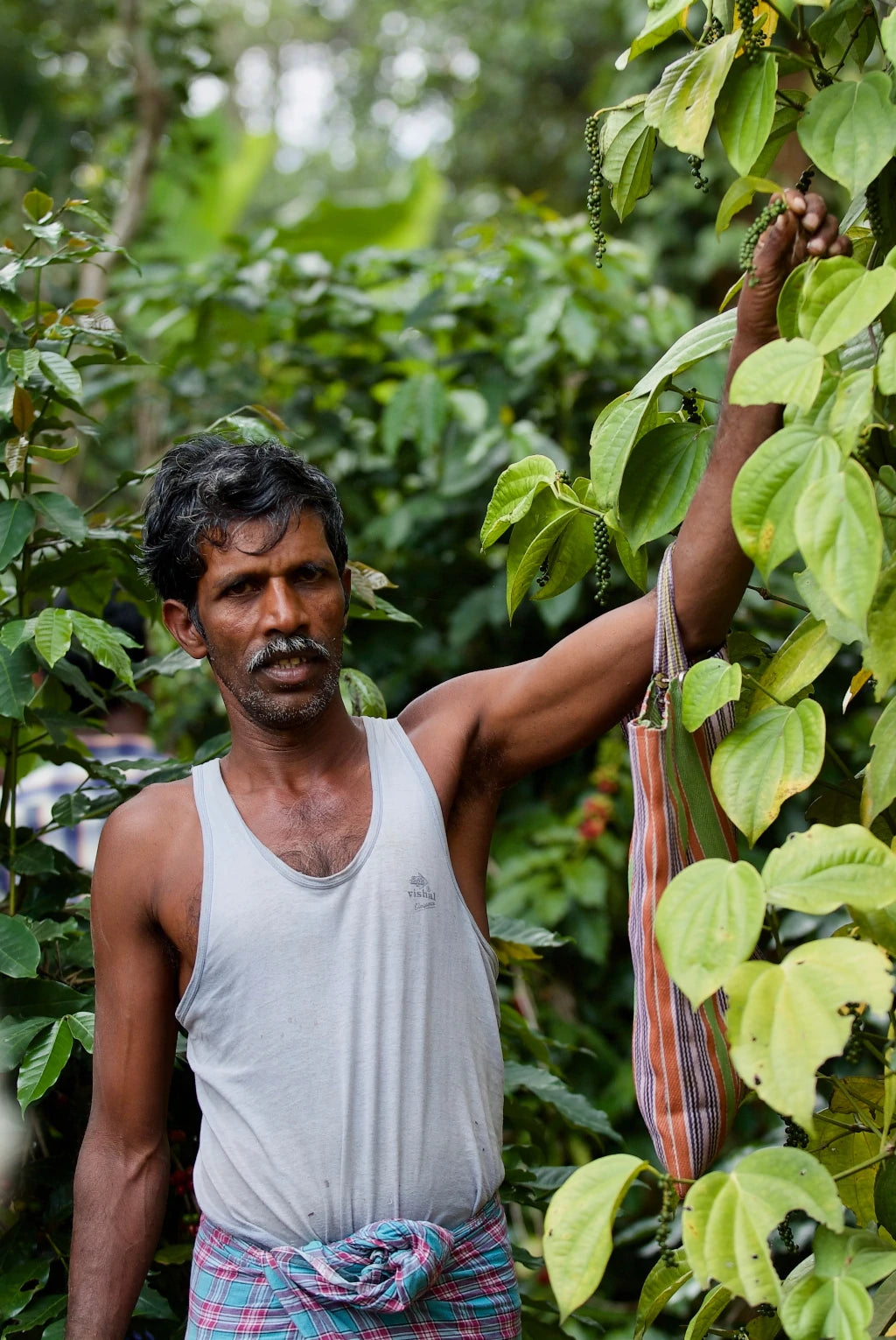 Farmer aud der Little Flower Kaffeeplantage in Indien