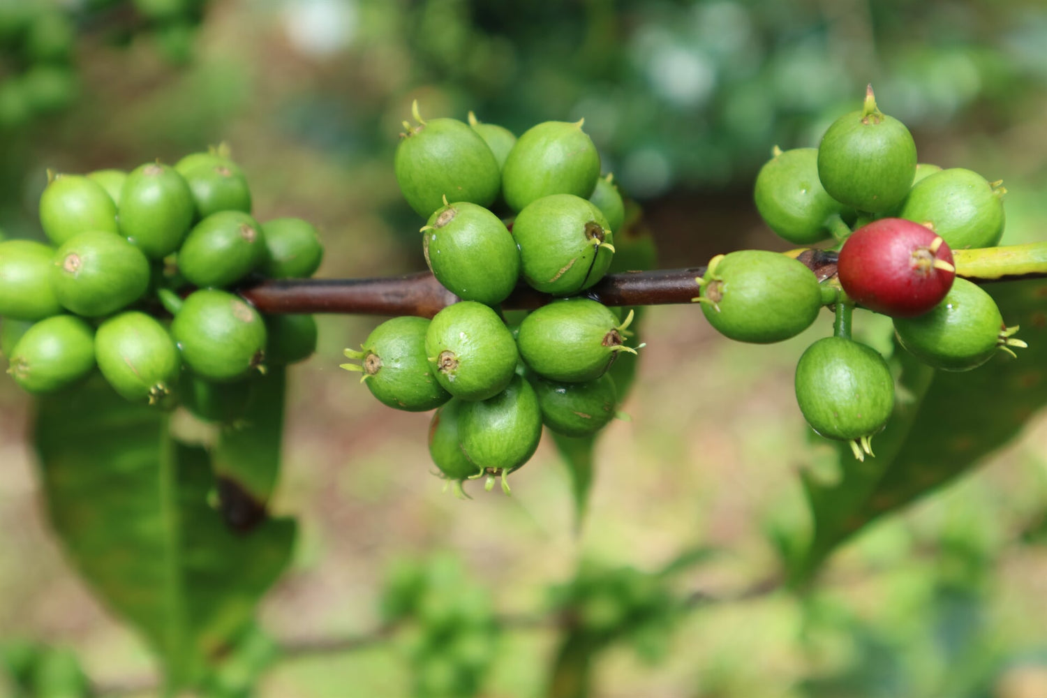 Äthiopien Sookoo Farm Guji – grüne Kaffeekirschen am Strauch Nahaufnahme Herkunftsfoto bei 19grams