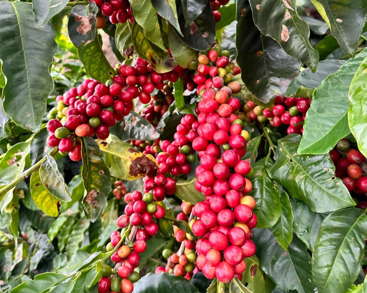 Venezuela Lara Rivero Family – Kaffeebauer Herkunftsfoto Specialty Coffee bei 19grams