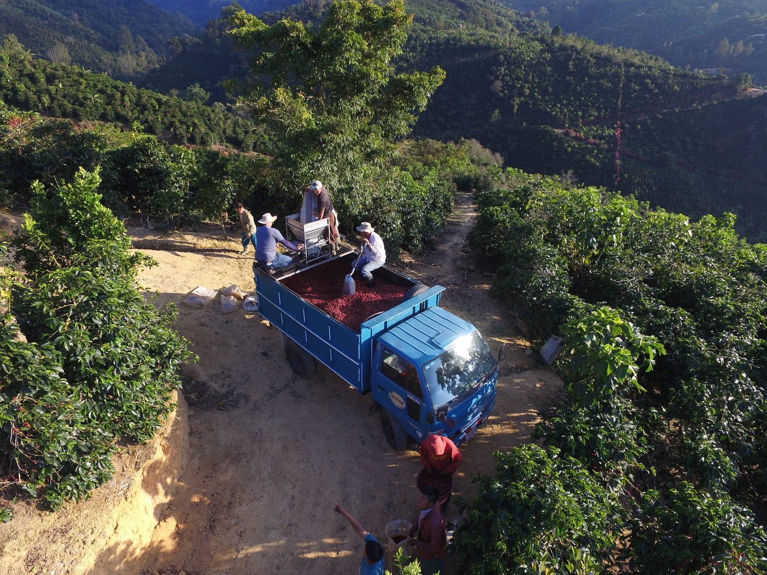 Kaffeeernte auf der Sonora Farm in Costa Rica – Kaffeekirschen werden in blauen LKW verladen, Jaguar Projektkaffee für 19grams