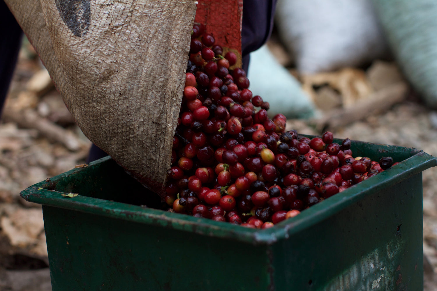 Sammelbehälter wird mit Kaffeekirschen gefüllt