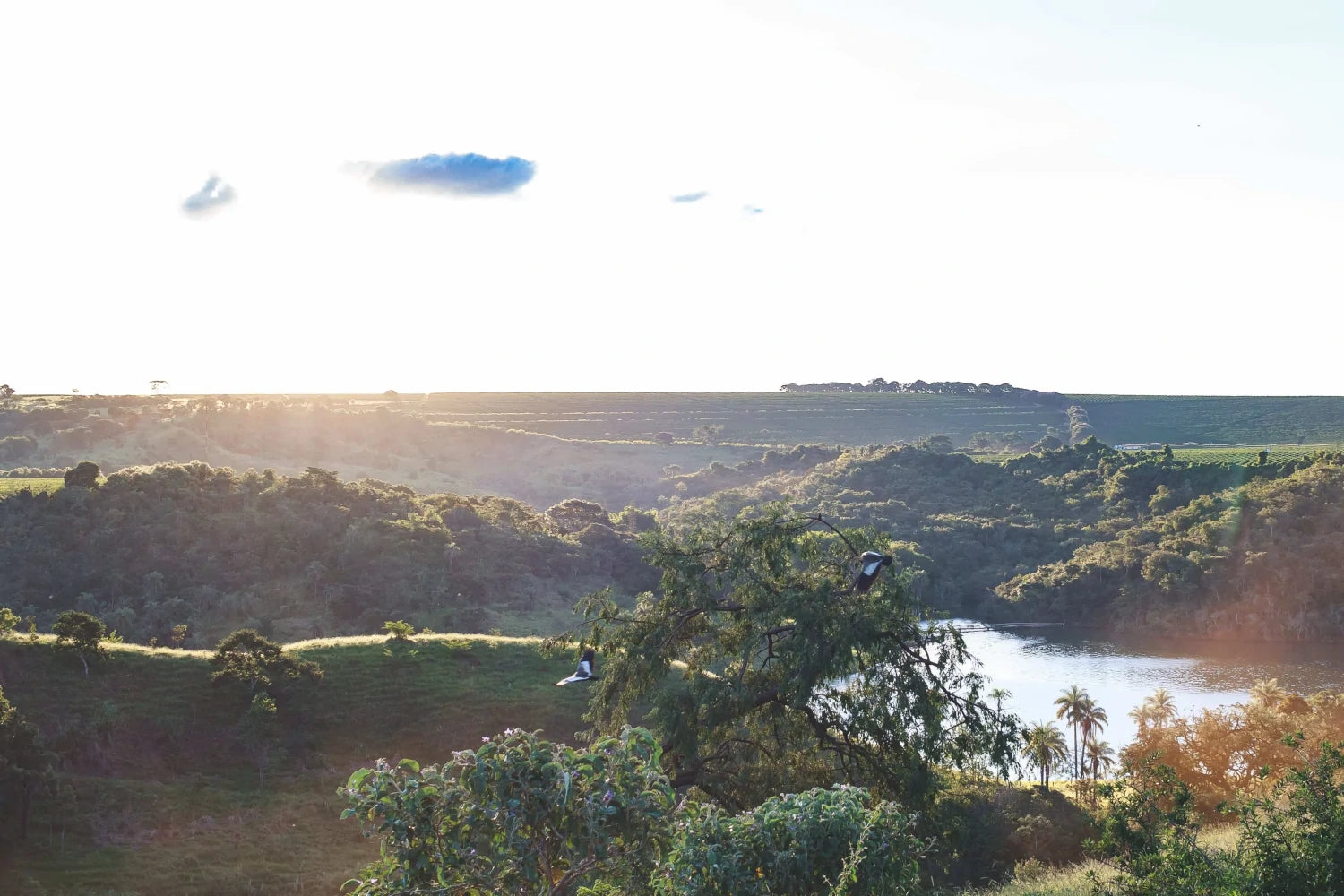 19grams Santa Cecilia Kaffeefarm – weite Tal-Landschaft mit Fluss und Palmen im Sonnenlicht, Herkunftsfoto von 19grams.live Roasters Berlin