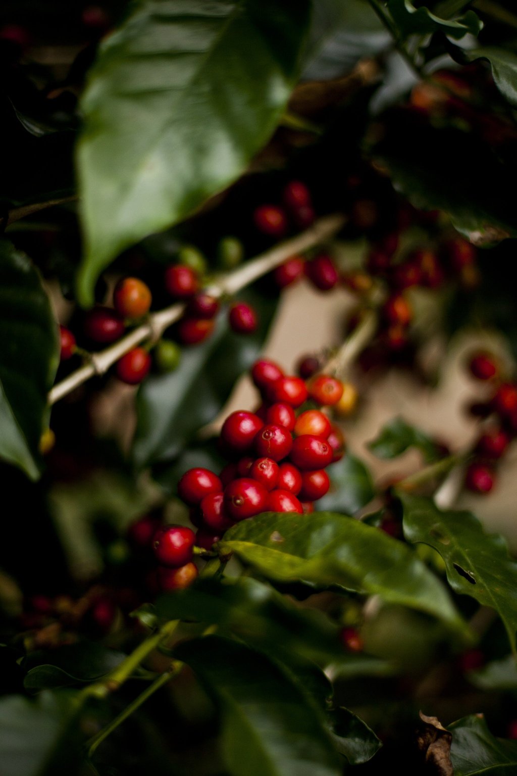 19grams Hacienda Sonora rote Kaffeekirschen am Strauch – Specialty Coffee Herkunftsfoto aus Costa Rica von 19grams.live Roasters Berlin