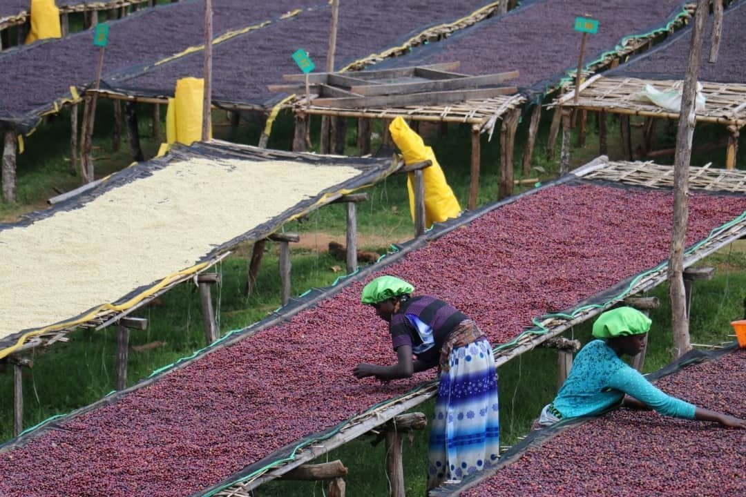 Dega-Varietät – eine Kaffeesorten aus den äthiopischen Hochländern
