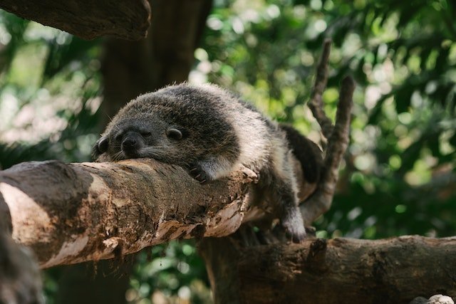 Asian Palm Civet. The animal that creates the Kopi Luwak Coffee, rests on a tree limb.