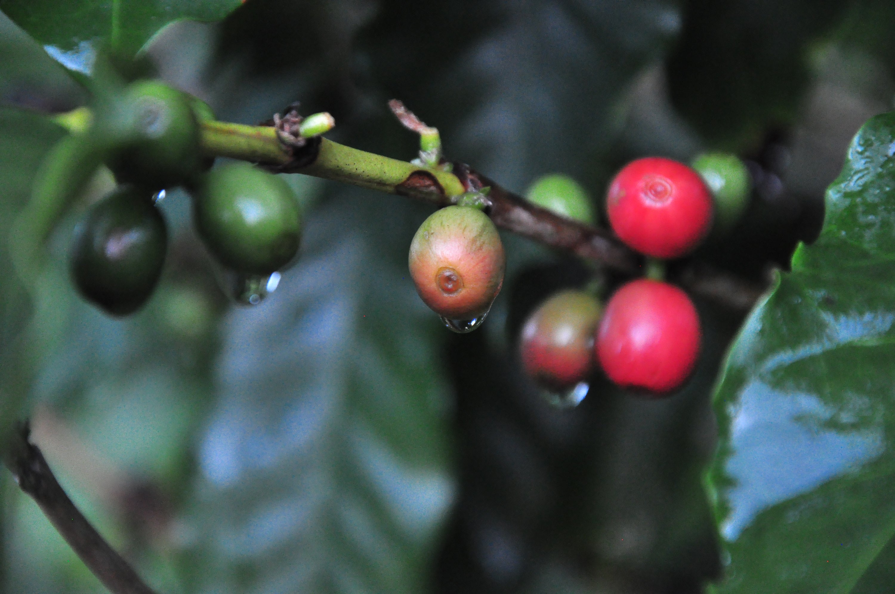 Bio, Fair Trade und Direct Trade - wo liegen die Unterschiede?