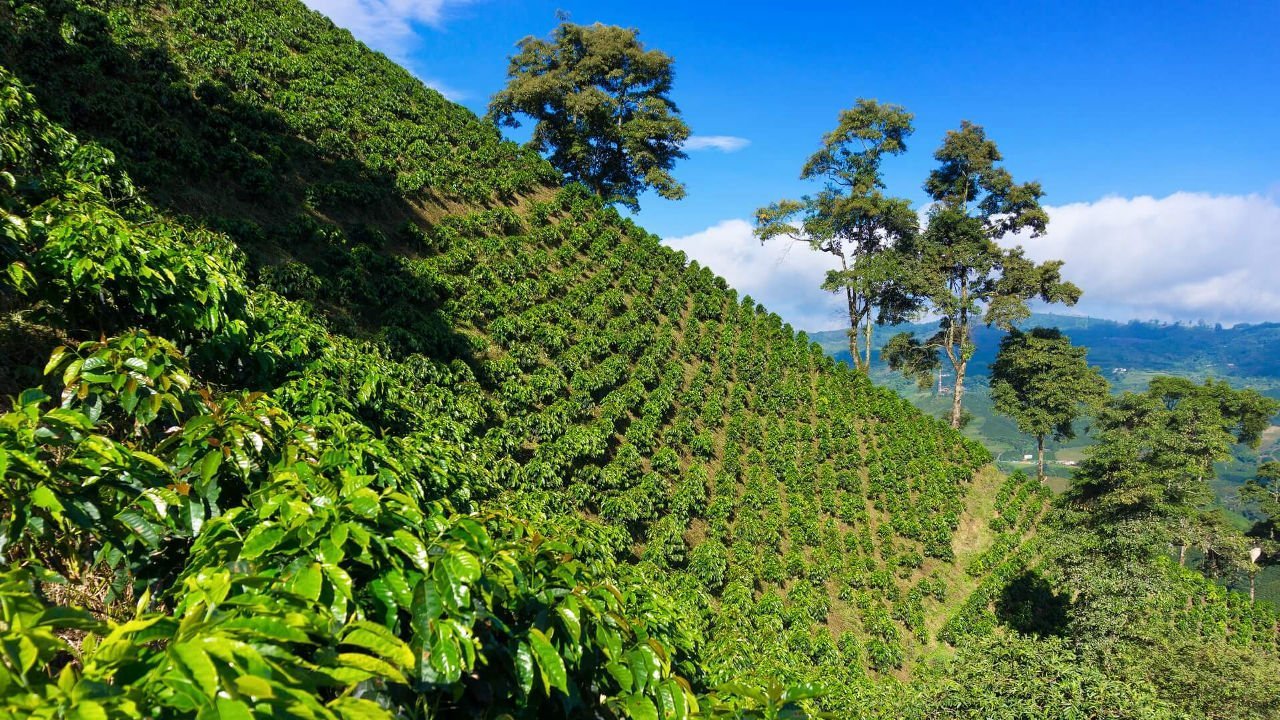 Hochlandkaffee (High-grown) – warum Höhe den Geschmack beeinflusst