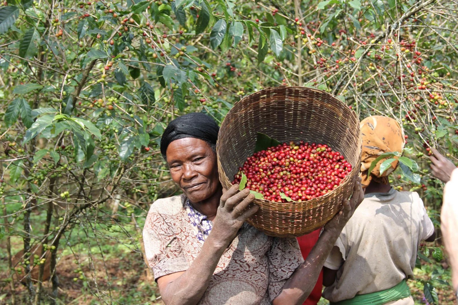 19grams.live_Ethiopia_cherries_harvest