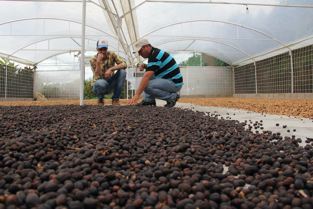 Catiguá – eine Kaffeevarietät aus Brasilien mit robustem Charakter