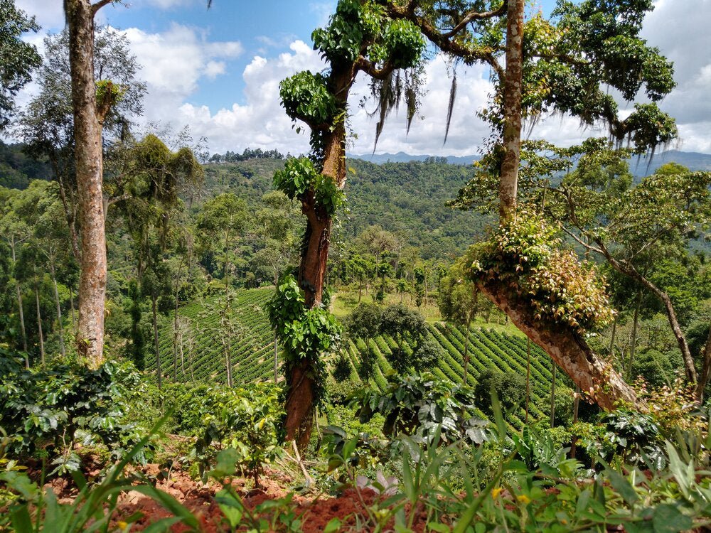 Las Delicias