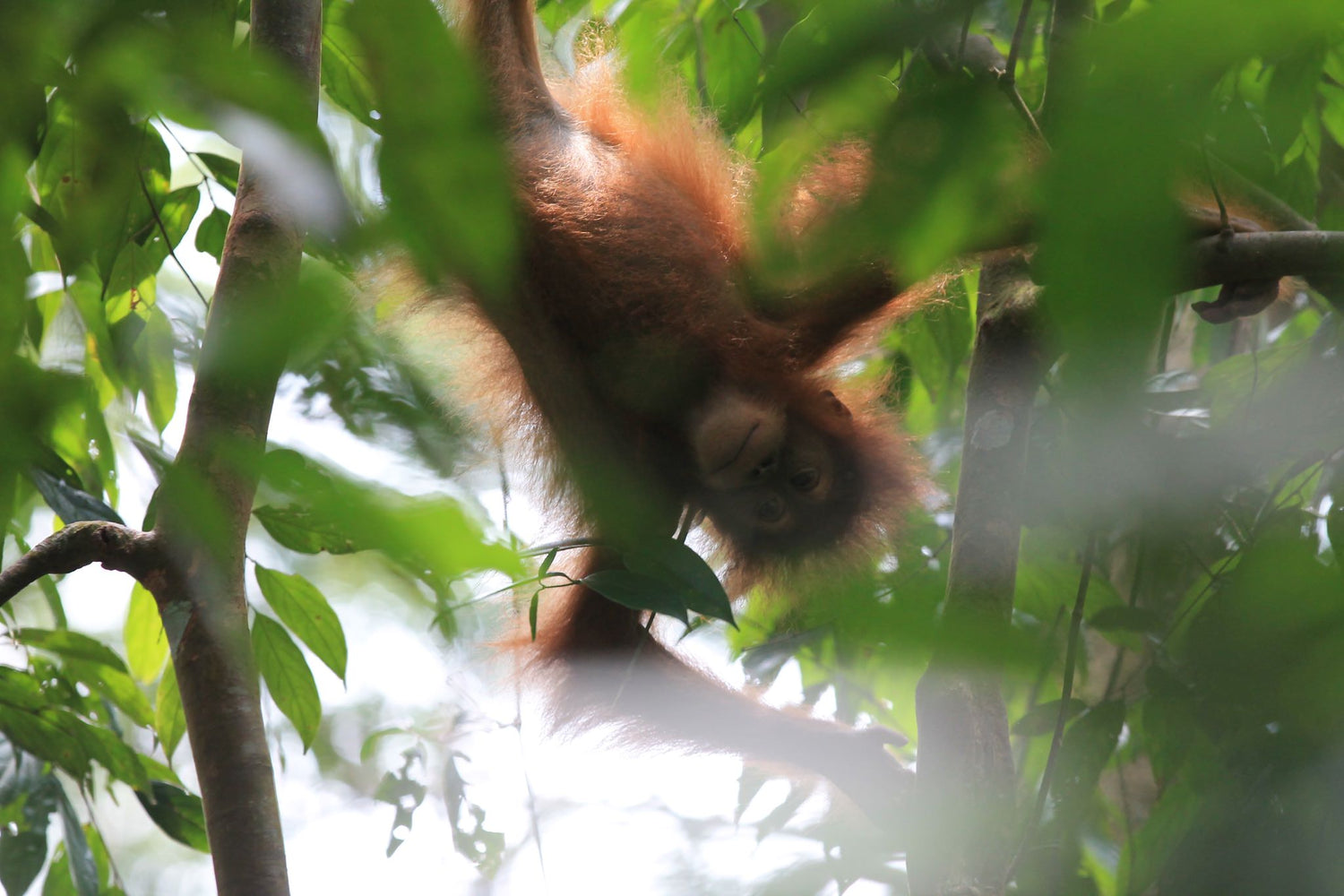 Orang Utan Kaffee