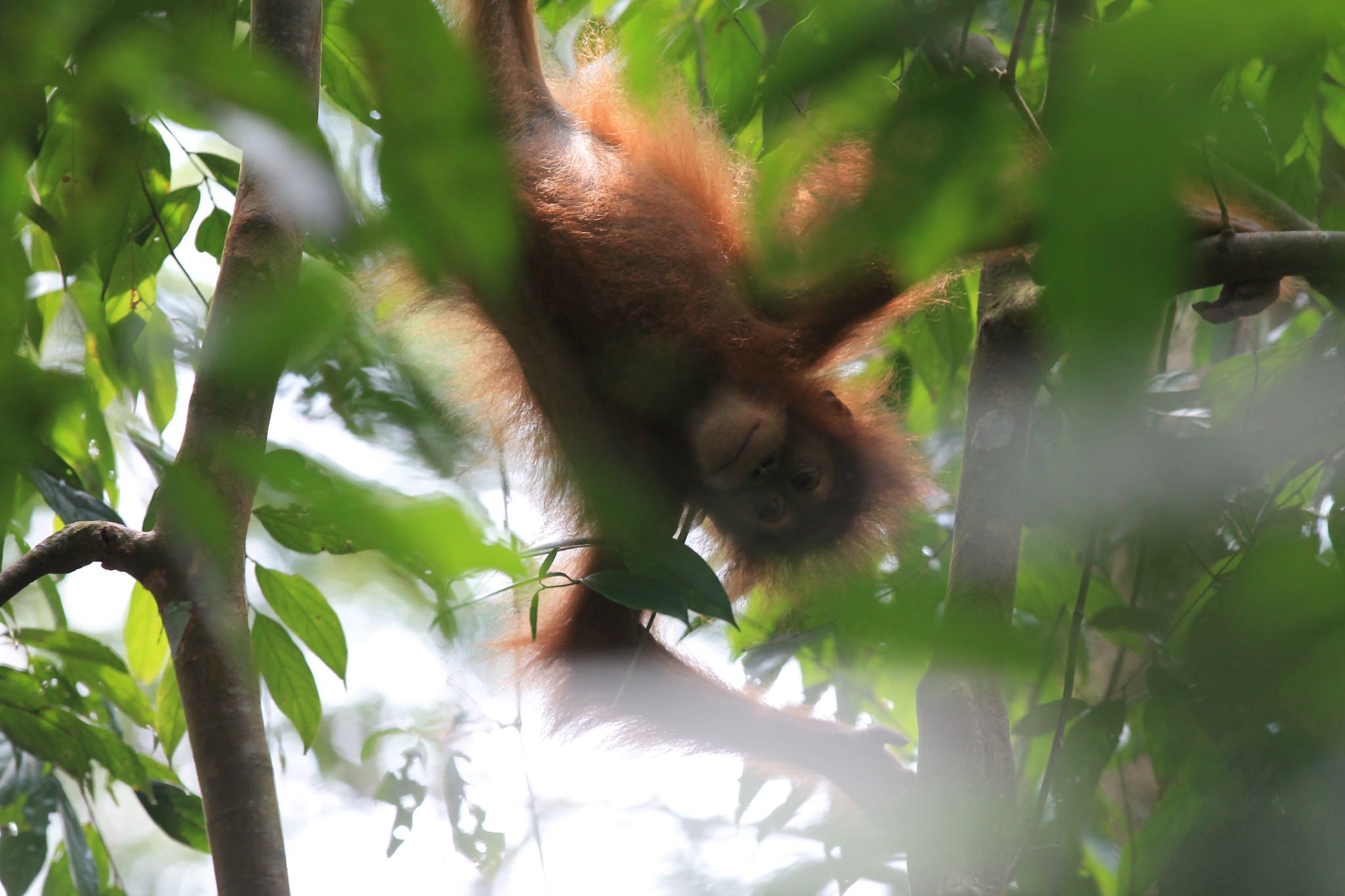 Orang Utan Kaffee