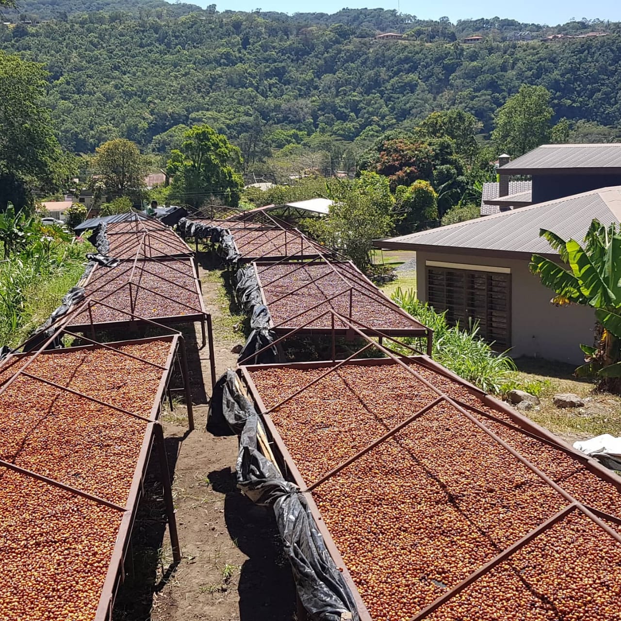 Geisha Kaffee - die Königin des Specialty Coffee