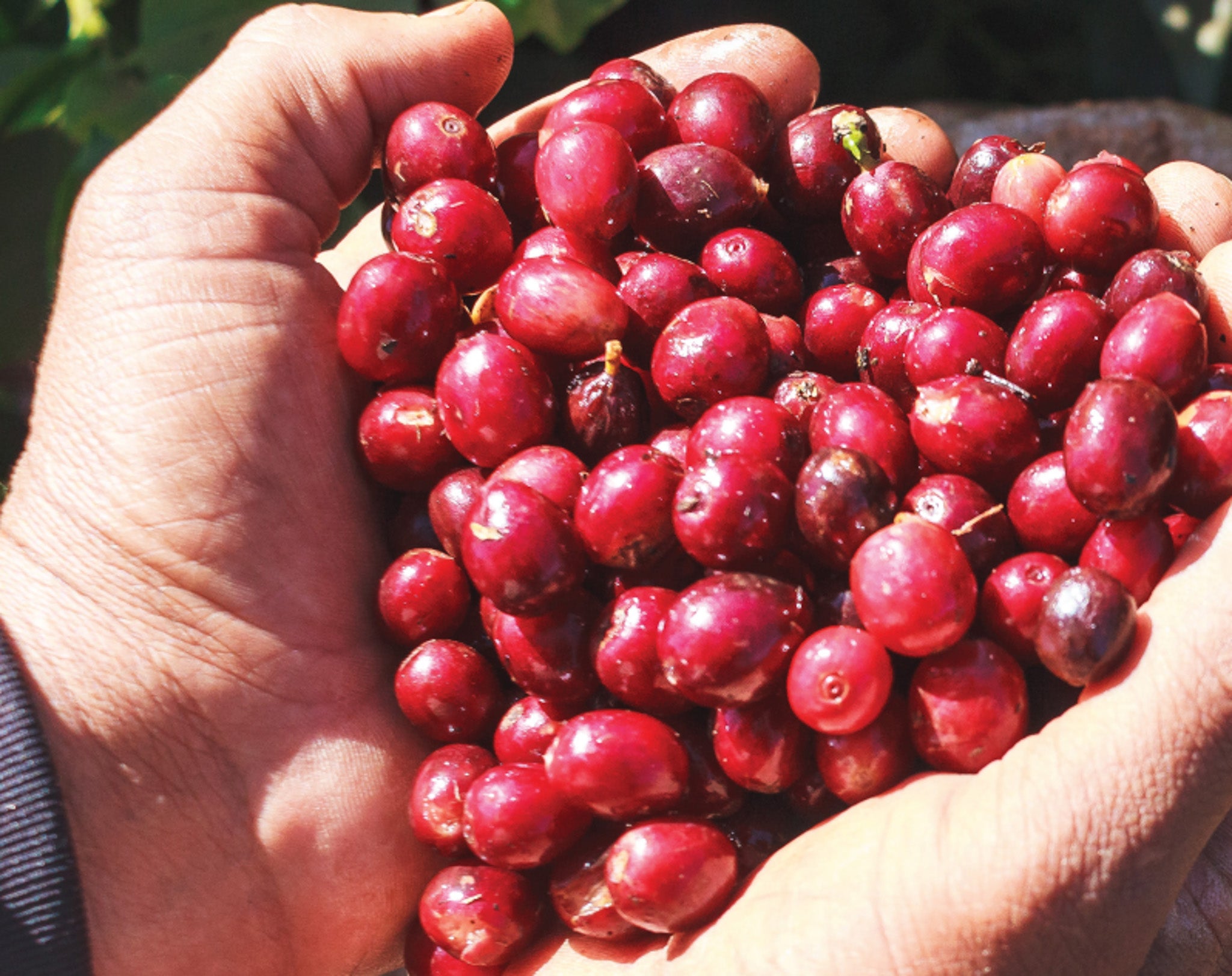 19grams.live partner Soares Farms' ripe coffee cherries from Brazil