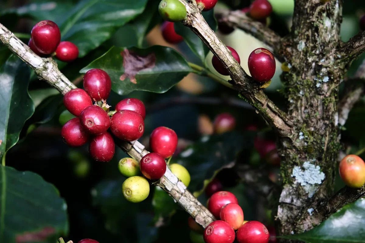 Was ist eine Hybride? – Einblicke in die Welt der Kaffeepflanzenzüchtung