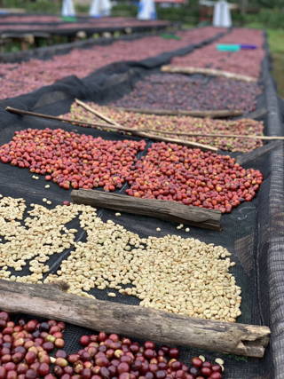 Verarbereitung Kawo Coffee Farm