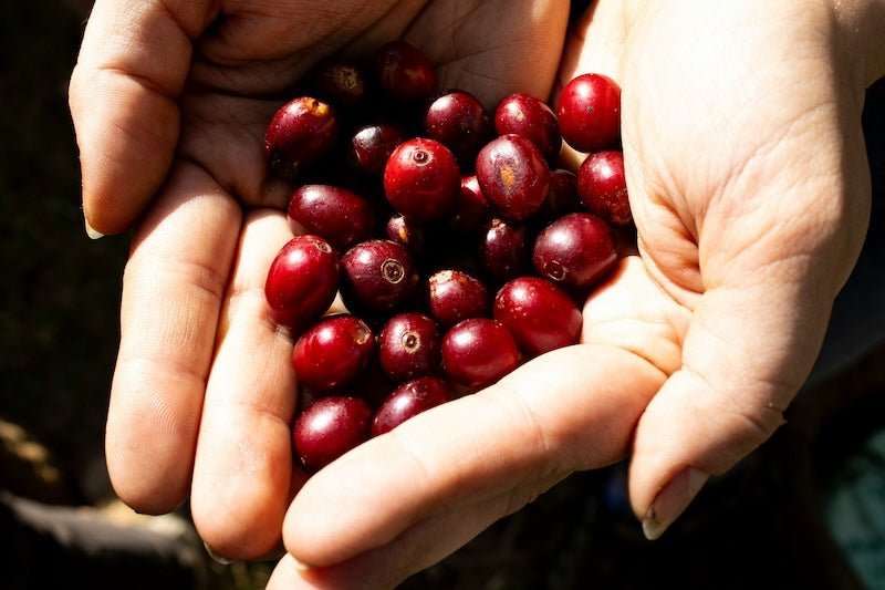 Karbonische Mazeration – CO₂-Fermentation beim Kaffee erklärt