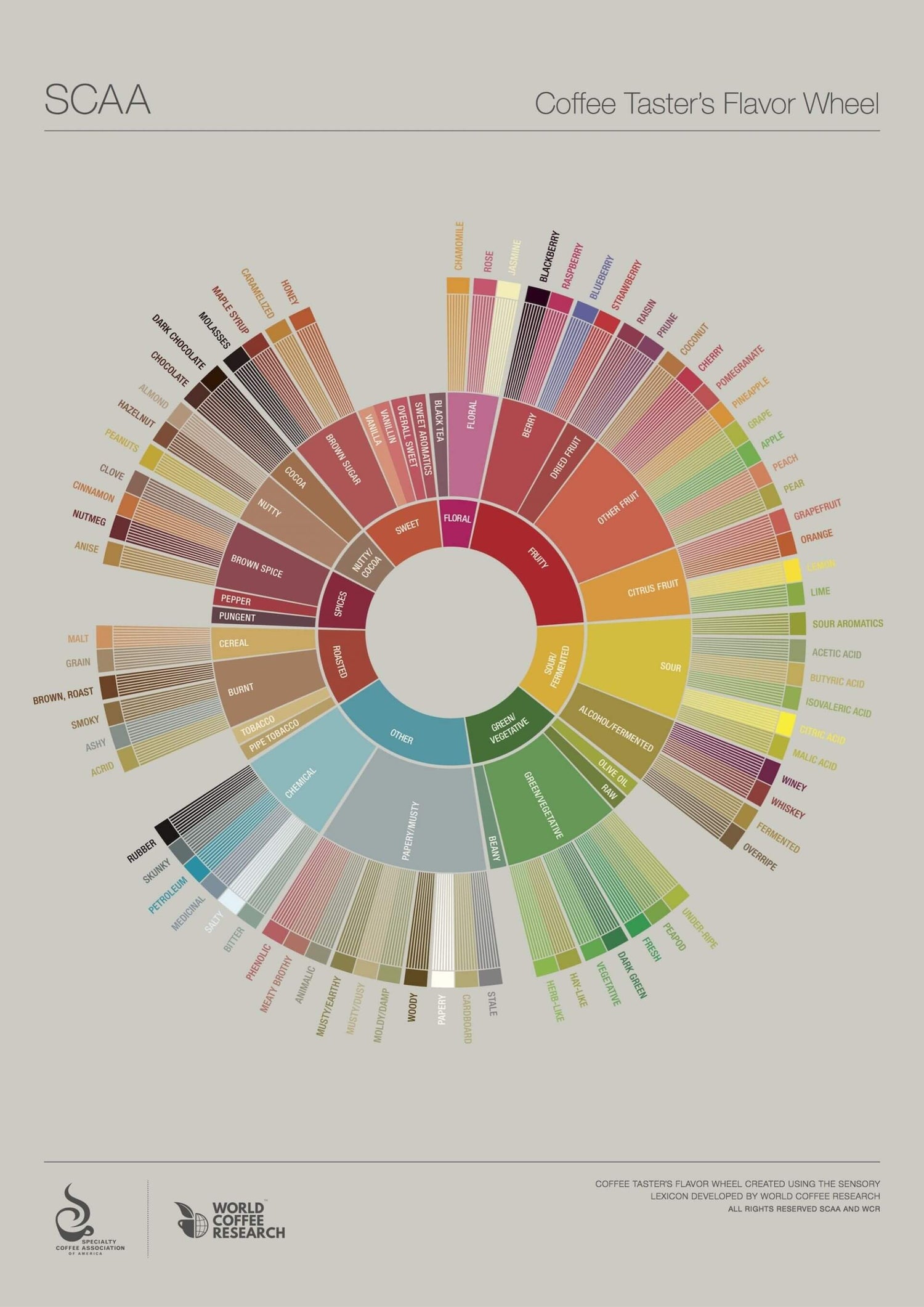SCAA Flavour Wheel