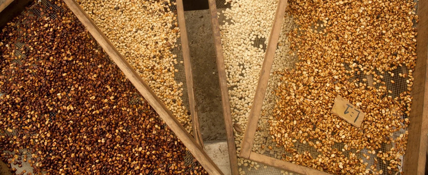 19grams.live partner Hacienda Sonora drying beans in Costa Rica