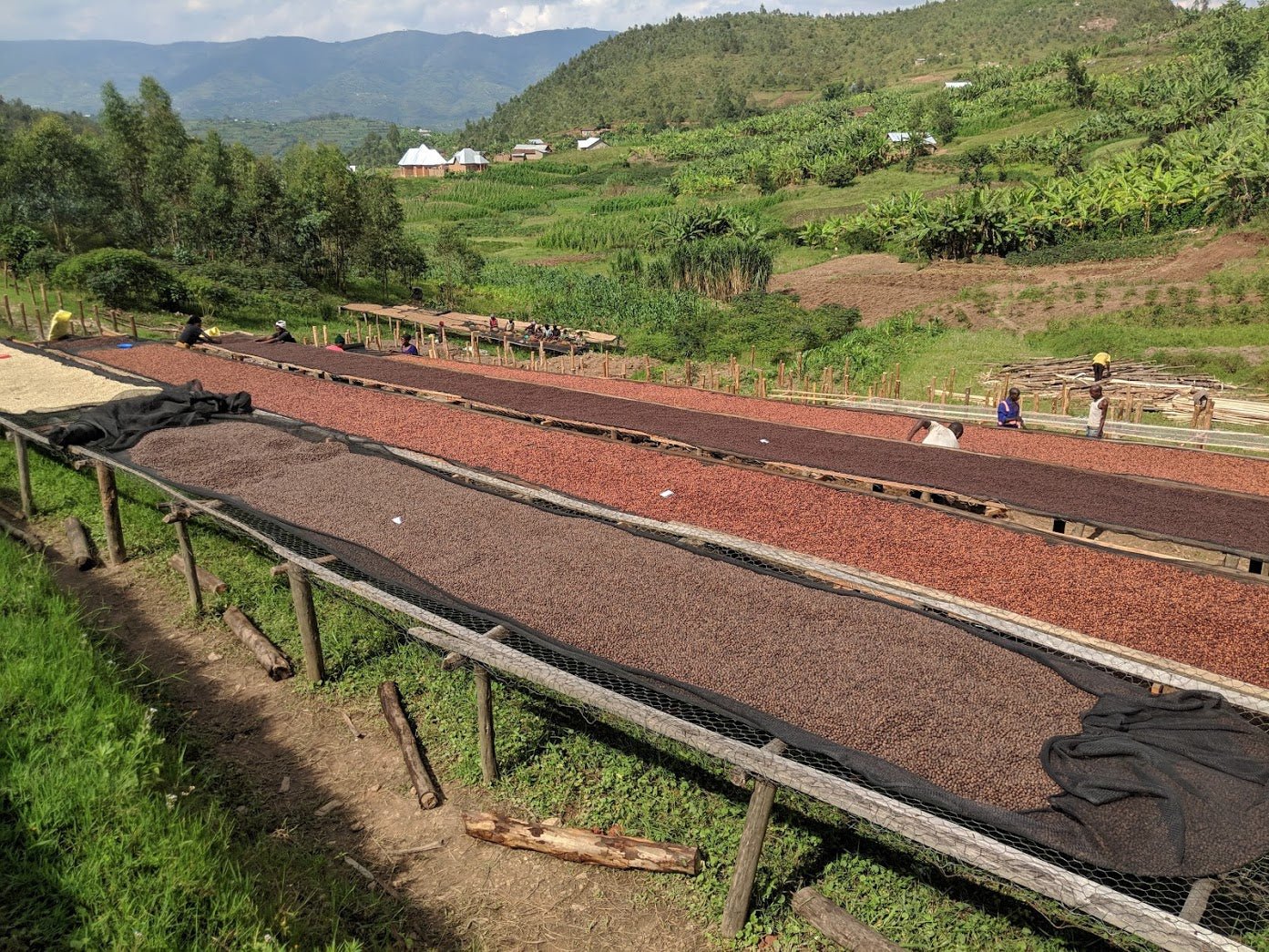 Kaffees aus Ruanda