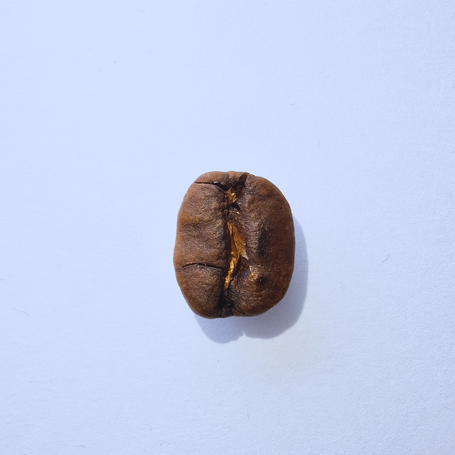 Einzelne Kaffeebohne Makro-Fotografie – Specialty Coffee Detailaufnahme auf hellblauem Hintergrund