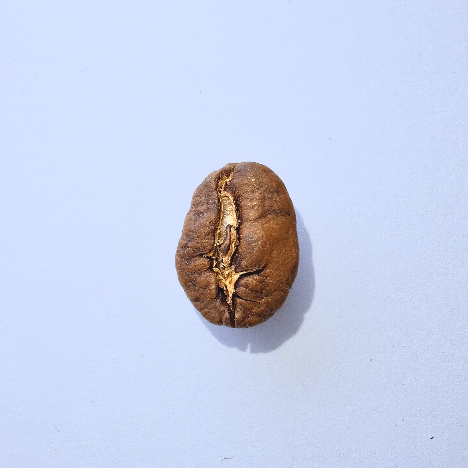 Einzelne Kaffeebohne Makro-Fotografie – Specialty Coffee Detailaufnahme auf hellblauem Hintergrund