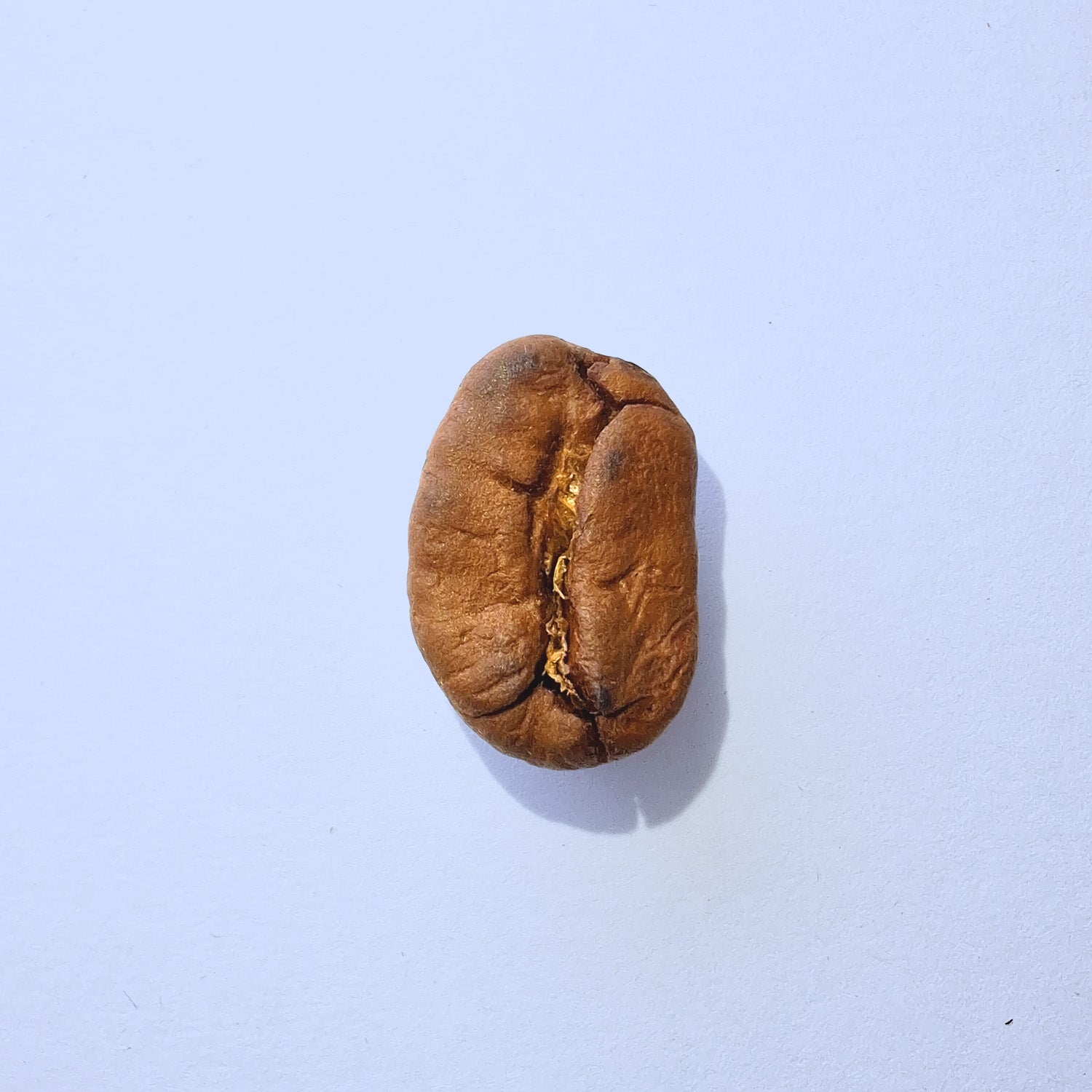 Einzelne Kaffeebohne Makro-Fotografie – Specialty Coffee Detailaufnahme auf hellblauem Hintergrund