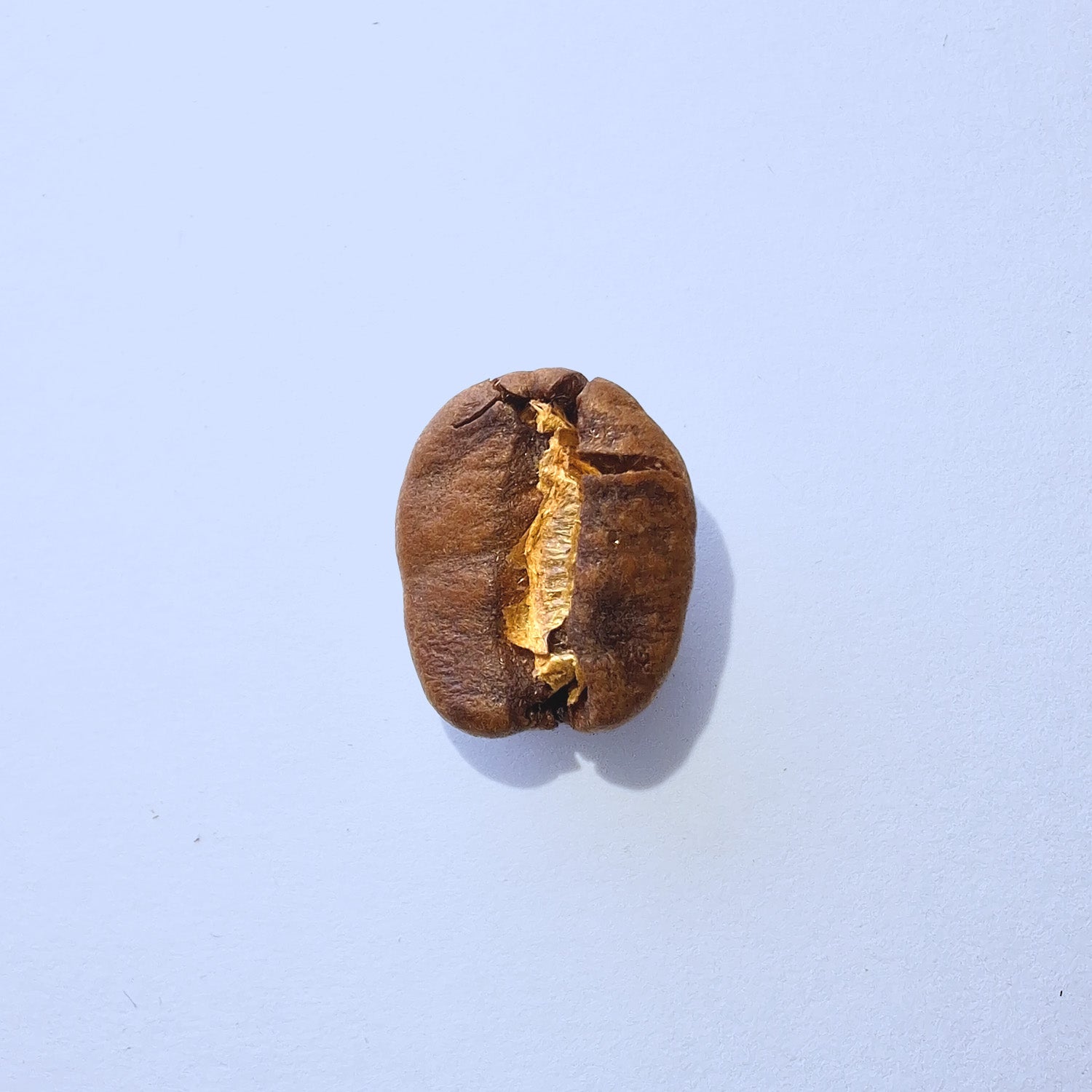 Einzelne Kaffeebohne Makro-Fotografie – Specialty Coffee Detailaufnahme auf hellblauem Hintergrund