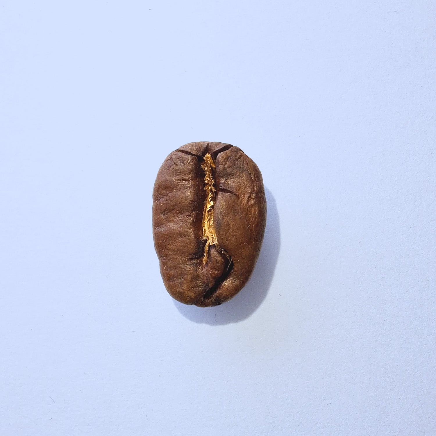 Einzelne Kaffeebohne Makro-Fotografie – Specialty Coffee Detailaufnahme auf hellblauem Hintergrund
