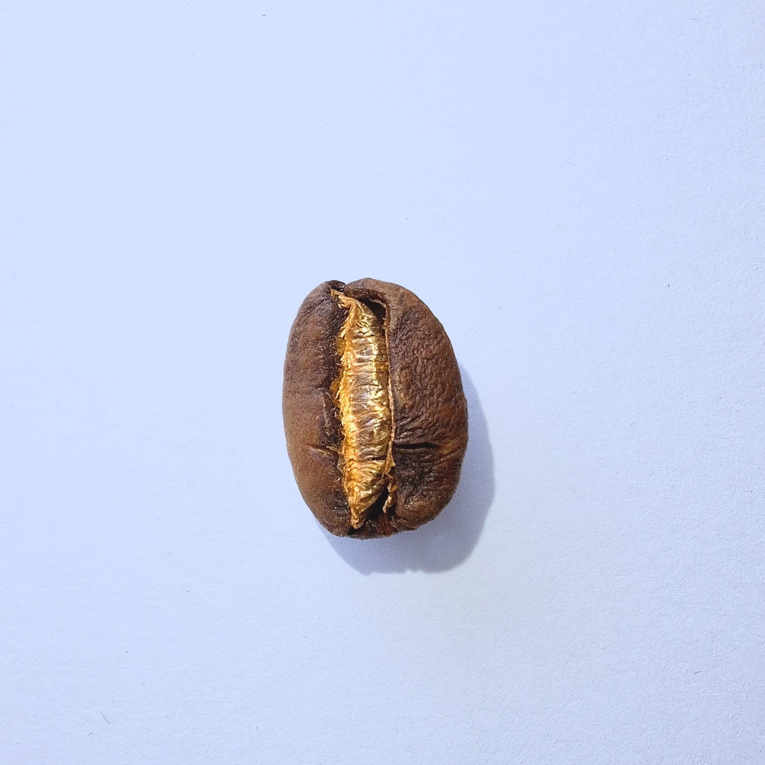 Einzelne Kaffeebohne Makro-Fotografie – Specialty Coffee Detailaufnahme auf hellblauem Hintergrund