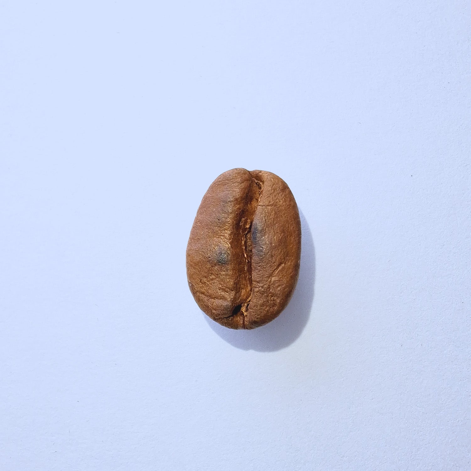 Einzelne Kaffeebohne Makro-Fotografie – Specialty Coffee Detailaufnahme auf hellblauem Hintergrund