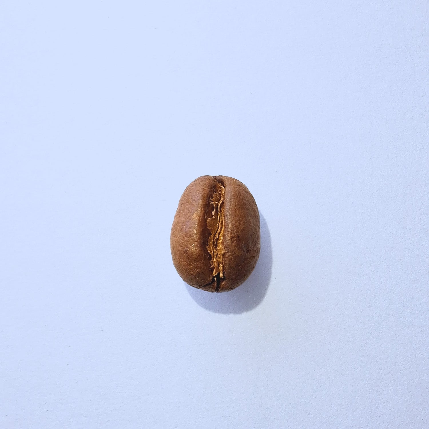 Einzelne Kaffeebohne Makro-Fotografie – Specialty Coffee Detailaufnahme auf hellblauem Hintergrund