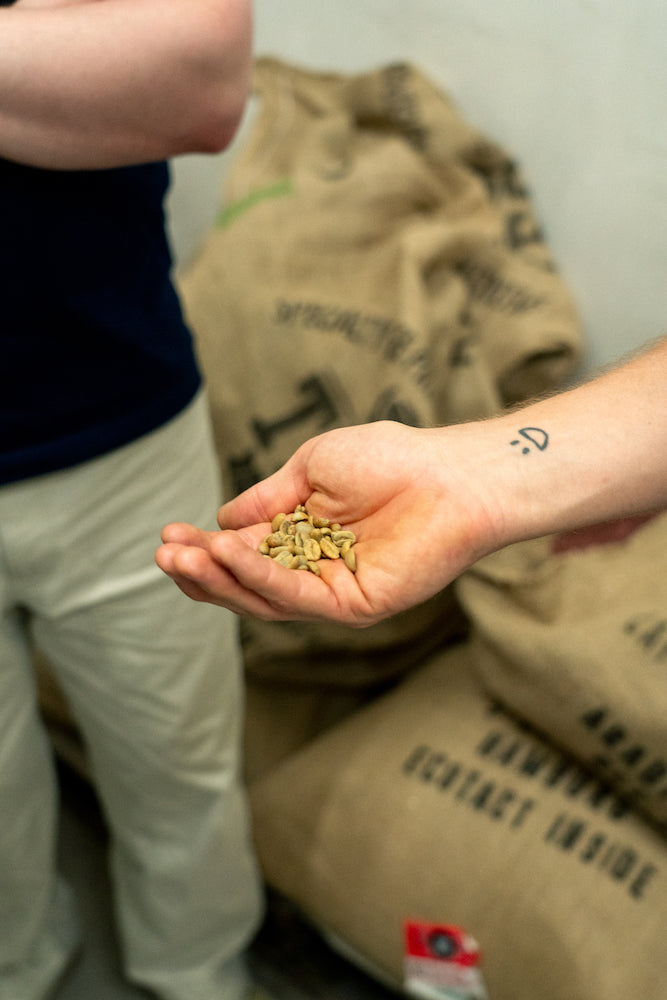 Rohkaffeebohnen in der Hand beim 19grams Kaffeeröstkurs – Green Beans Specialty Coffee Röstung Berlin