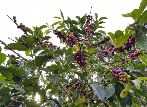 Panama Finca Hortigal Estate – Kaffeeplantage Herkunftsfoto Specialty Coffee