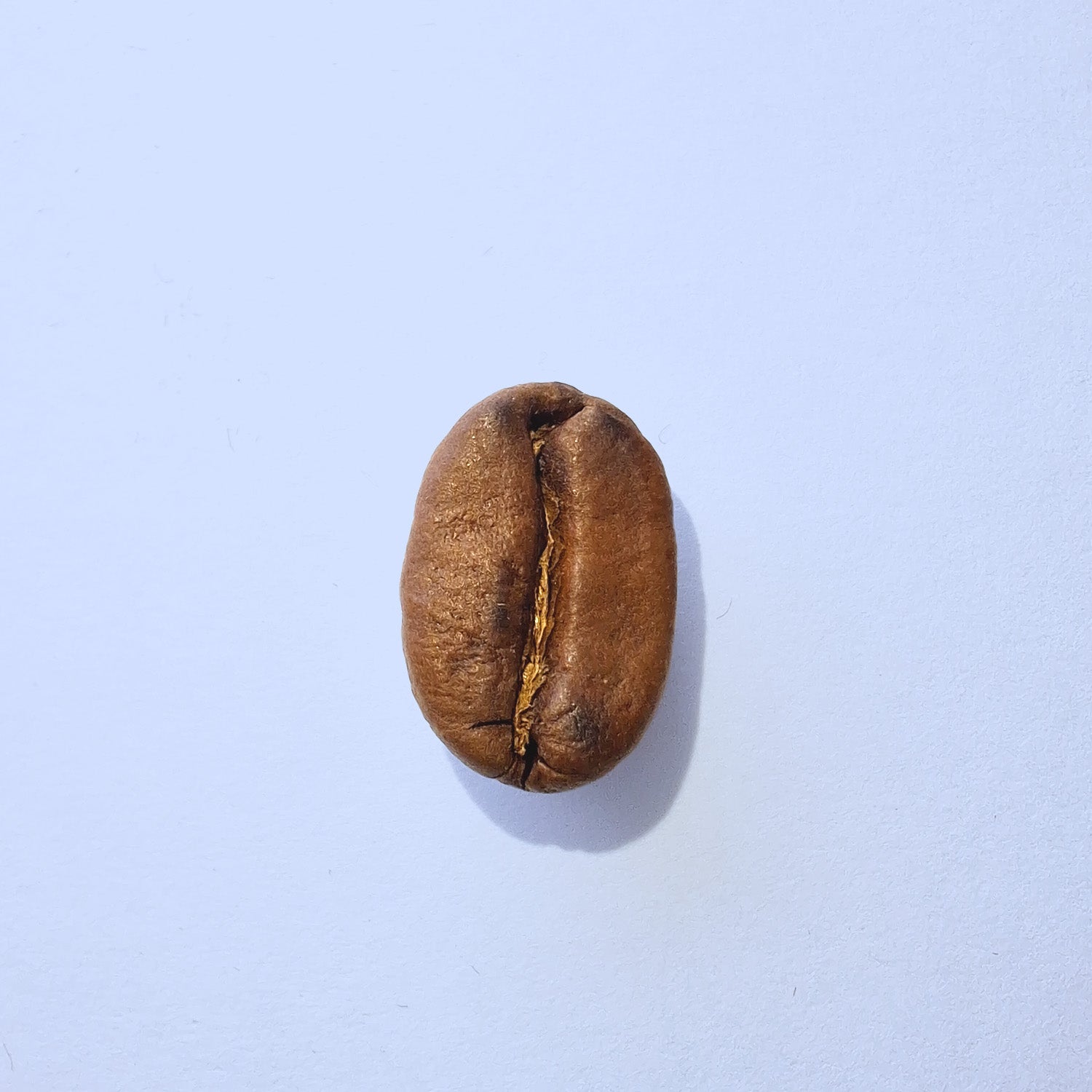 Einzelne Kaffeebohne Makro-Fotografie – Specialty Coffee Detailaufnahme auf hellblauem Hintergrund