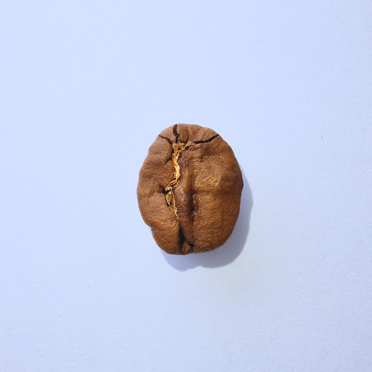 Einzelne Kaffeebohne Makro-Fotografie – Specialty Coffee Detailaufnahme auf hellblauem Hintergrund