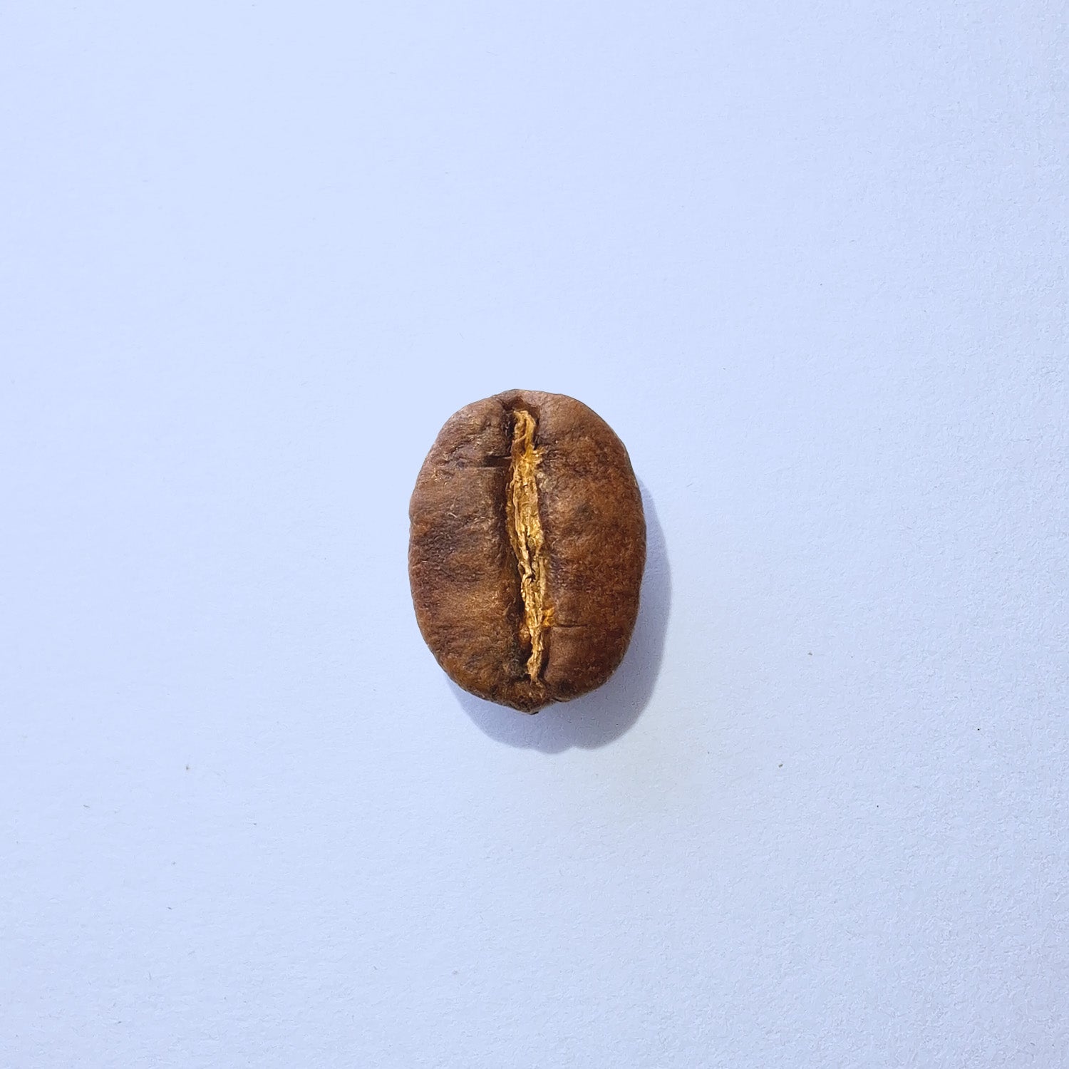 Einzelne Kaffeebohne Makro-Fotografie – Specialty Coffee Detailaufnahme auf hellblauem Hintergrund
