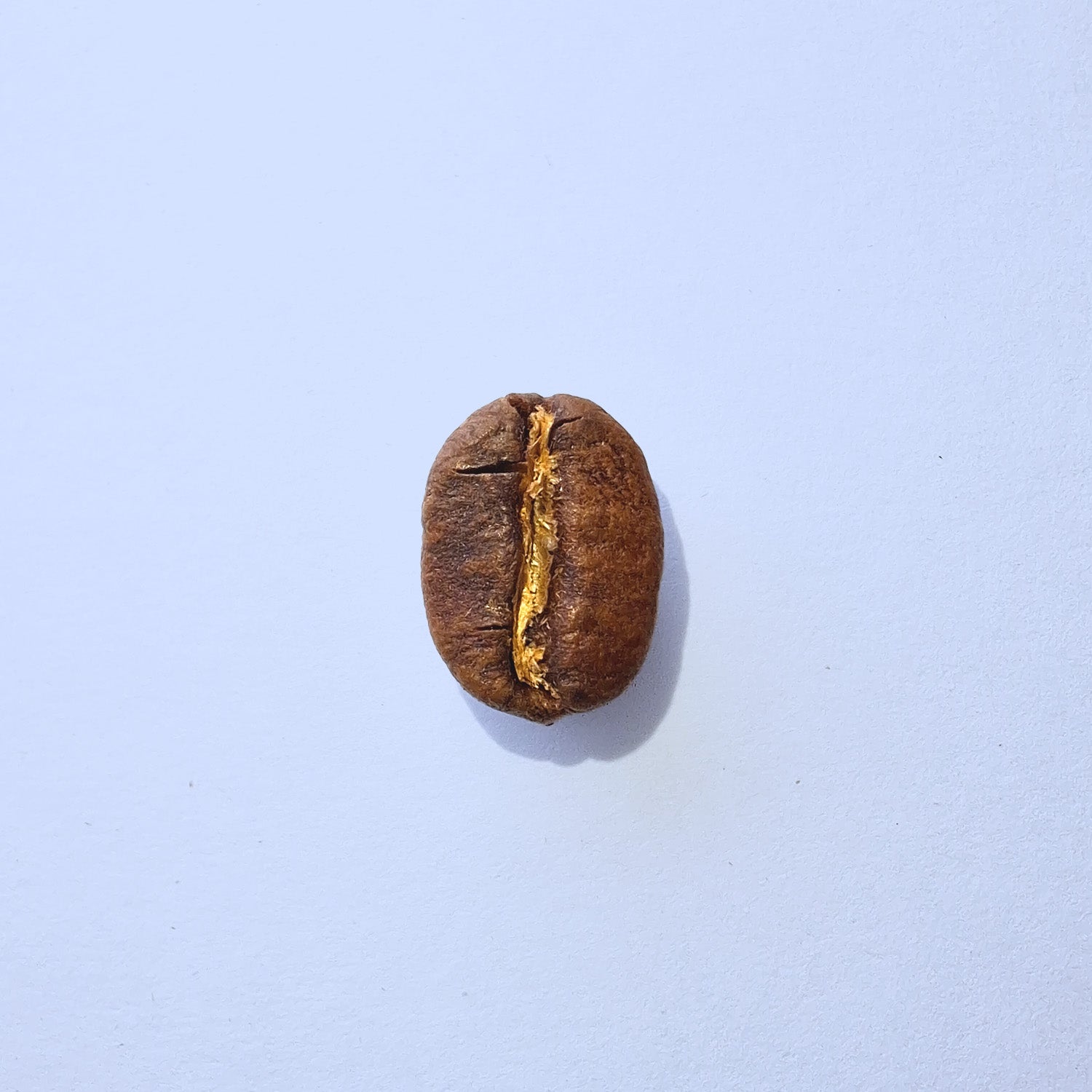 Einzelne Kaffeebohne Makro-Fotografie – Specialty Coffee Detailaufnahme auf hellblauem Hintergrund