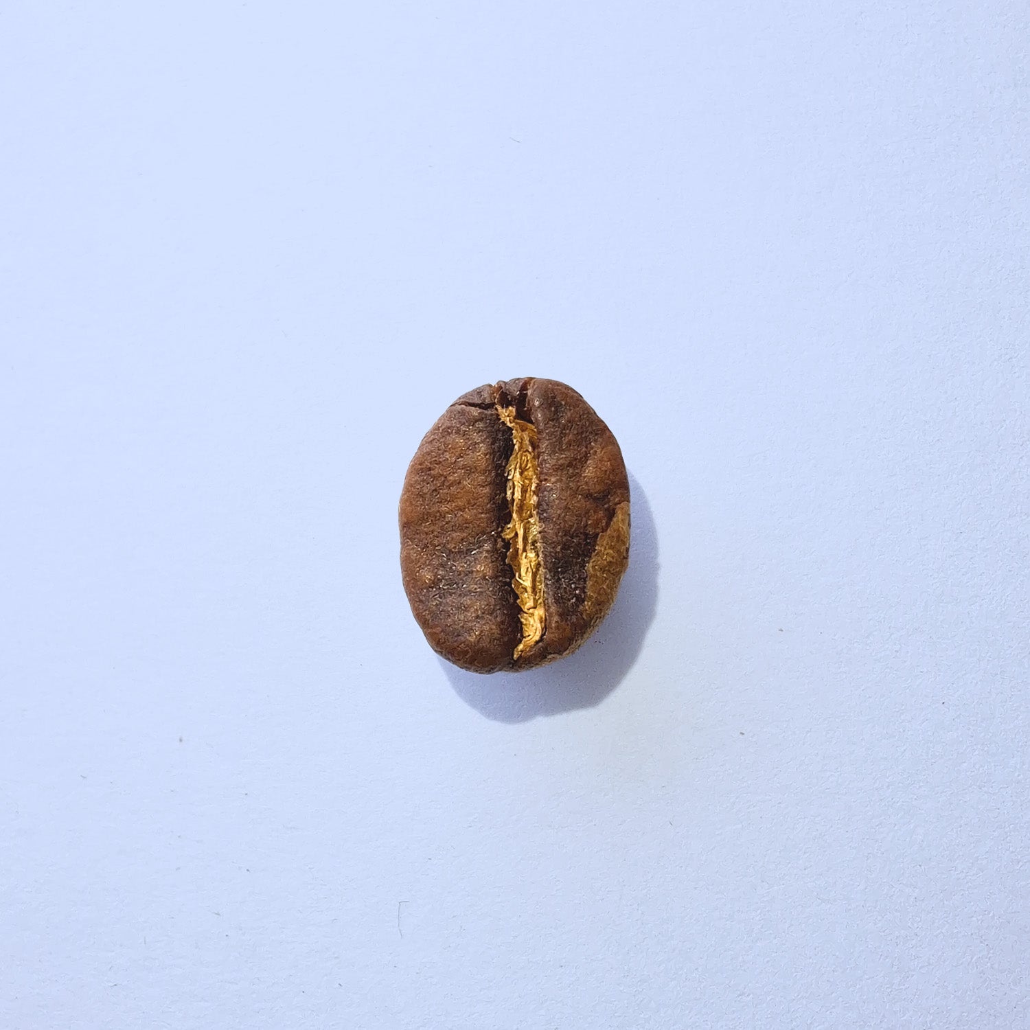 Einzelne Kaffeebohne Makro-Fotografie – Specialty Coffee Detailaufnahme auf hellblauem Hintergrund