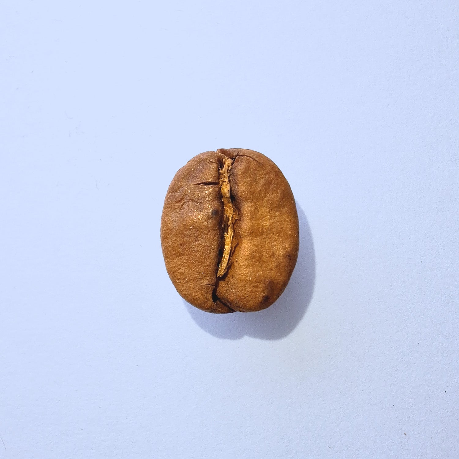 Einzelne Kaffeebohne Makro-Fotografie – Specialty Coffee Detailaufnahme auf hellblauem Hintergrund