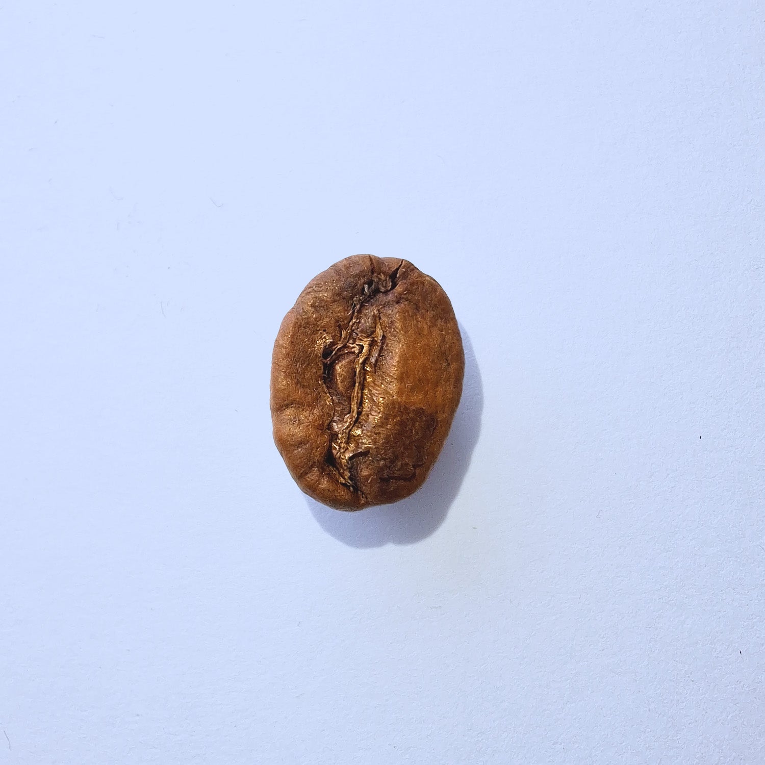 Einzelne Kaffeebohne Makro-Fotografie – Specialty Coffee Detailaufnahme auf hellblauem Hintergrund