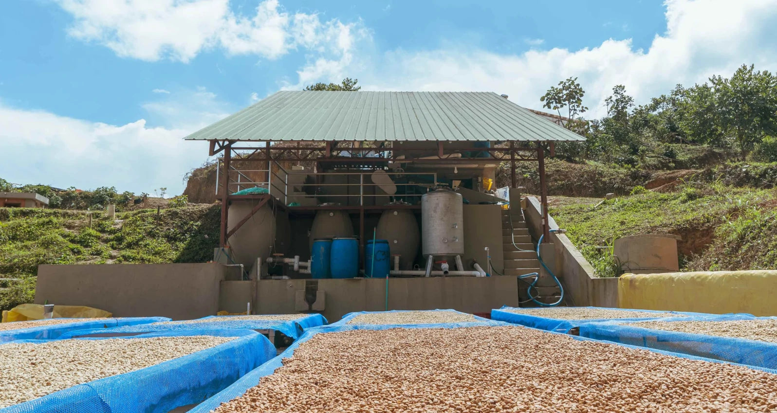 Trocknungsflächen mit Kaffeebohnen auf der 4 Llamas Farm – Kaffeetrocknung auf erhöhten afrikanischen Betten für 19grams 4 Llamas Specialty Coffee aus Kolumbien